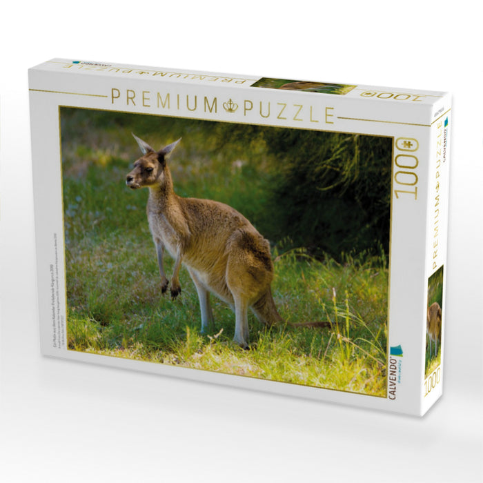 Ein Motiv aus dem Kalender Freilebende Kängurus 2019 - CALVENDO Foto-Puzzle'
