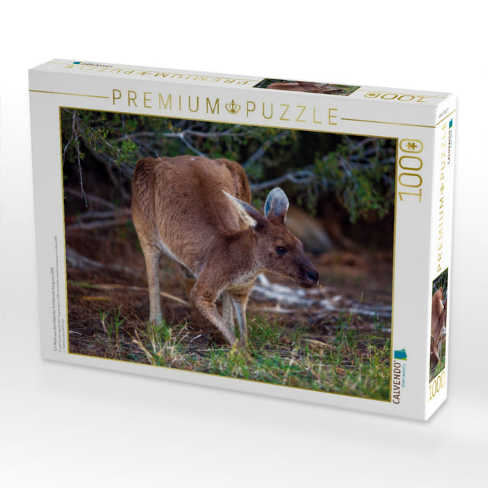 Ein Motiv aus dem Kalender Freilebende Kängurus 2019 - CALVENDO Foto-Puzzle'