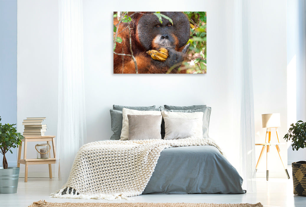 Premium Textil-Leinwand Premium Textil-Leinwand 120 cm x 80 cm quer Orang Utans in Borneo, Tanjung Puting Nationalpark