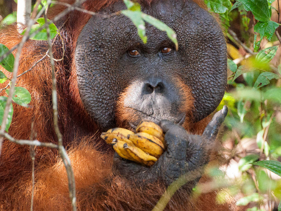 Orang Utans in Borneo, Tanjung Puting Nationalpark - CALVENDO Foto-Puzzle'