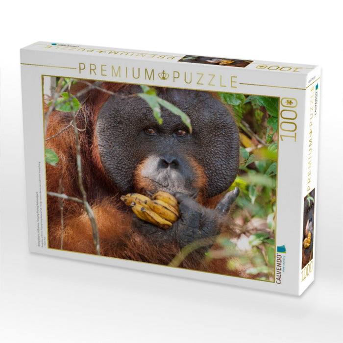 Orang Utans in Borneo, Tanjung Puting Nationalpark - CALVENDO Foto-Puzzle'