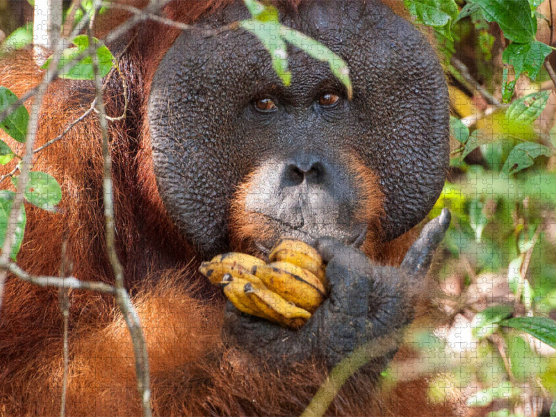 Orang Utans in Borneo, Tanjung Puting Nationalpark - CALVENDO Foto-Puzzle'