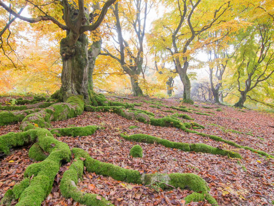 Im Hutewald - CALVENDO Foto-Puzzle'