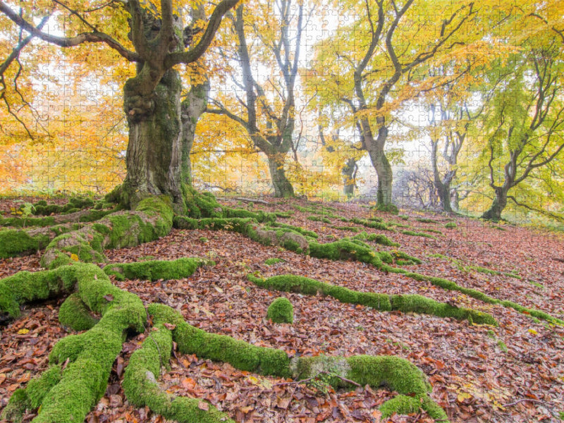 Im Hutewald - CALVENDO Foto-Puzzle'