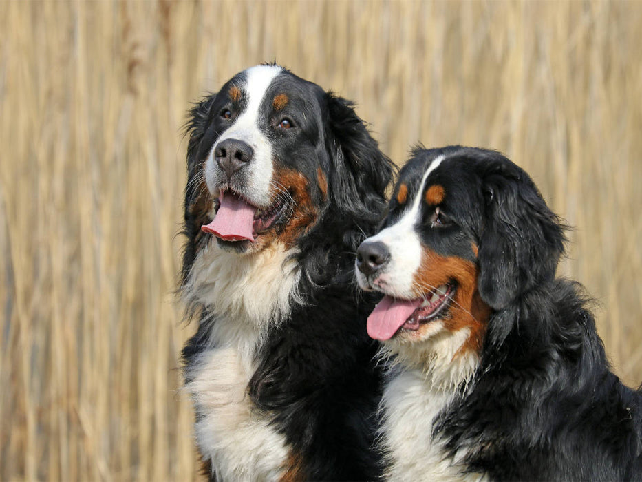 Berner Sennenhunde - CALVENDO Foto-Puzzle'