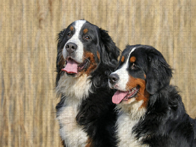 Berner Sennenhunde - CALVENDO Foto-Puzzle'