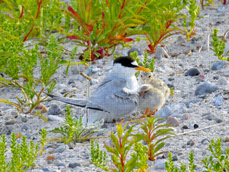 Zwergseeschwalbe mit Küken - CALVENDO Foto-Puzzle'
