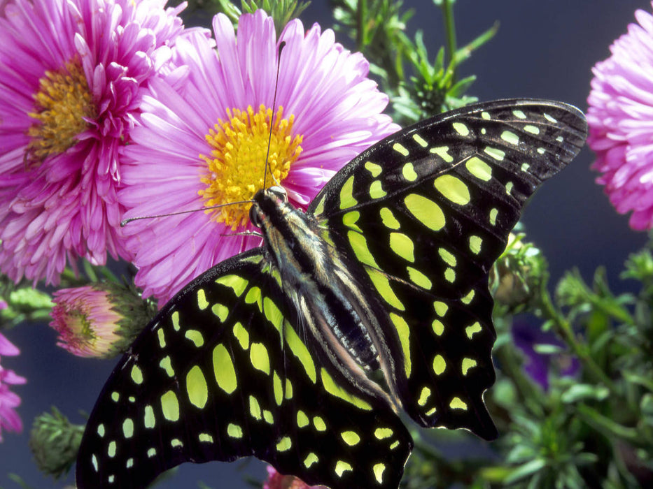 Graphium agamemnon (Südostasien) - CALVENDO Foto-Puzzle'