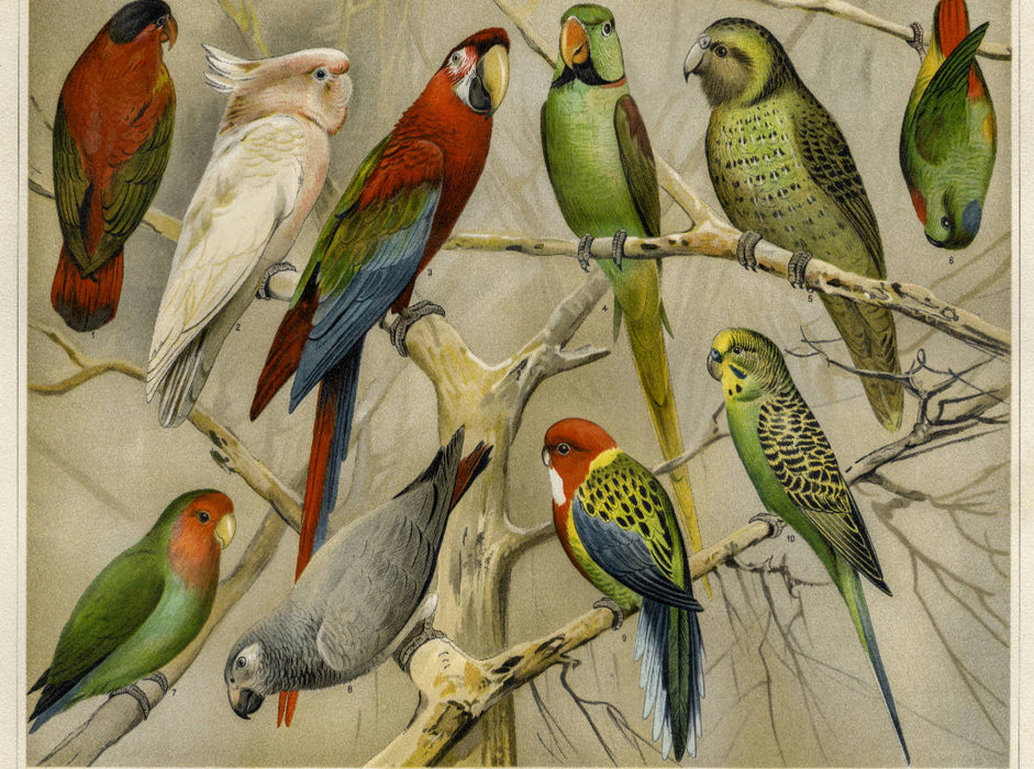 Papageien - CALVENDO Foto-Puzzle'