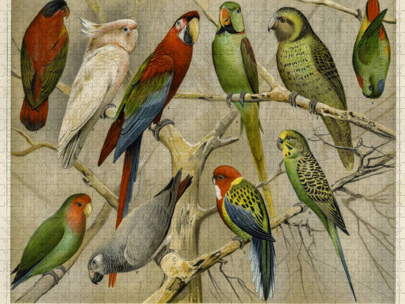 Papageien - CALVENDO Foto-Puzzle'