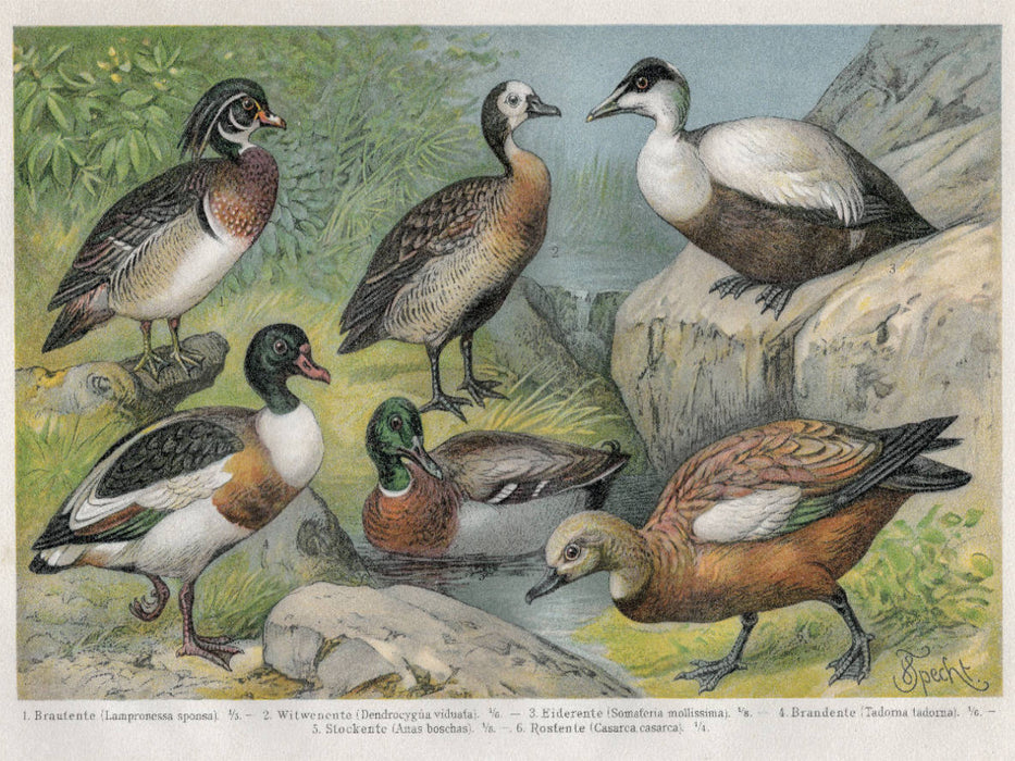 Enten, Künstler: Friedrich Specht (1839-1909) - CALVENDO Foto-Puzzle'