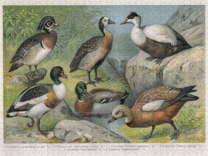 Enten, Künstler: Friedrich Specht (1839-1909) - CALVENDO Foto-Puzzle'