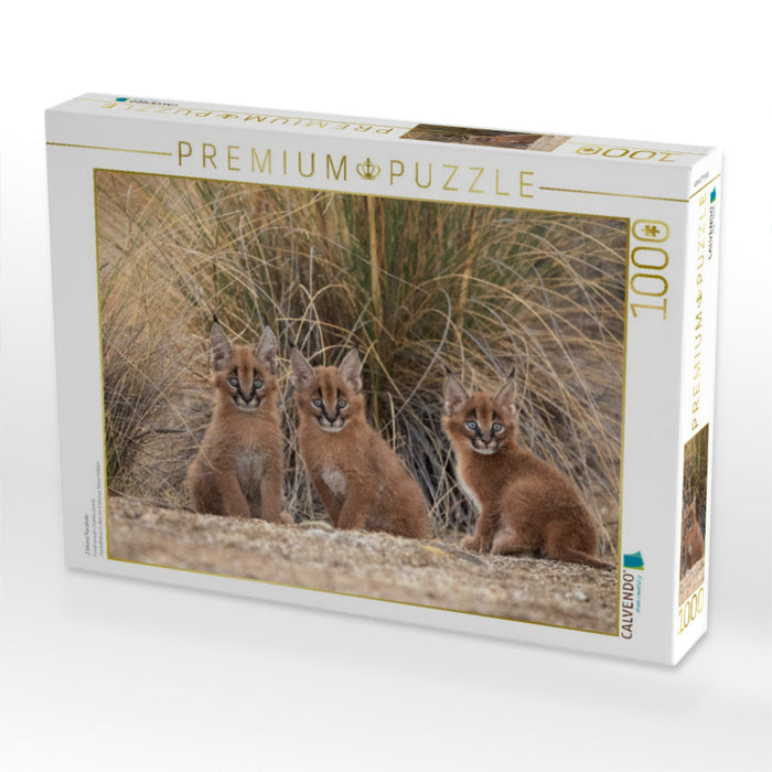 3 kleine Karakale - CALVENDO Foto-Puzzle'