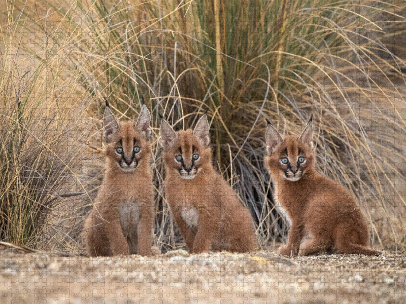 3 kleine Karakale - CALVENDO Foto-Puzzle'