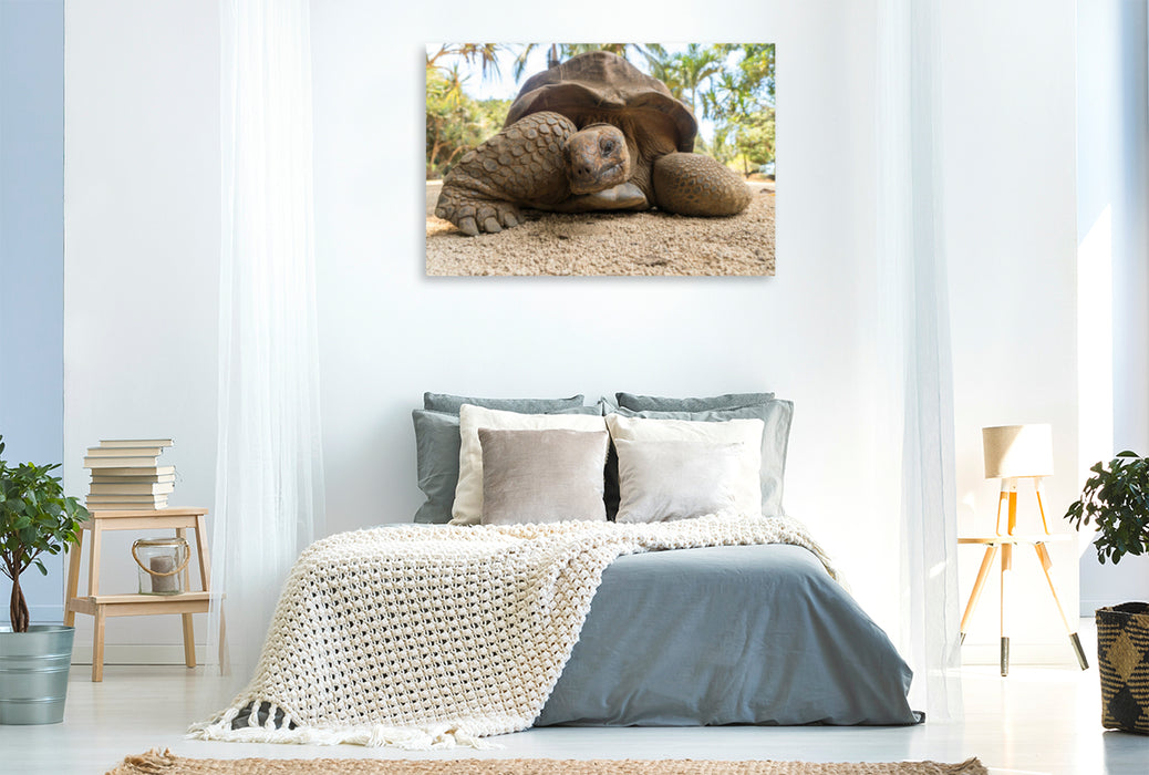 Premium Textil-Leinwand Premium Textil-Leinwand 120 cm x 80 cm quer Aldabra Riesenschildkröte