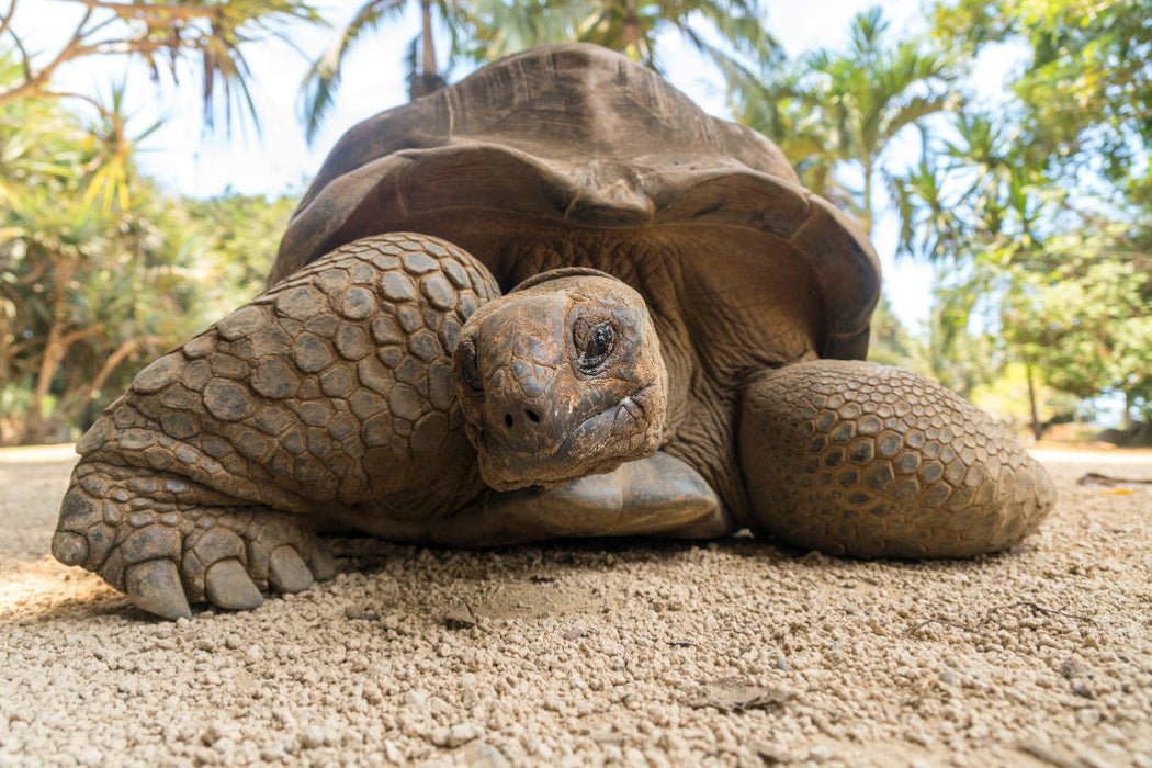 Premium Textil-Leinwand Aldabra Riesenschildkröte