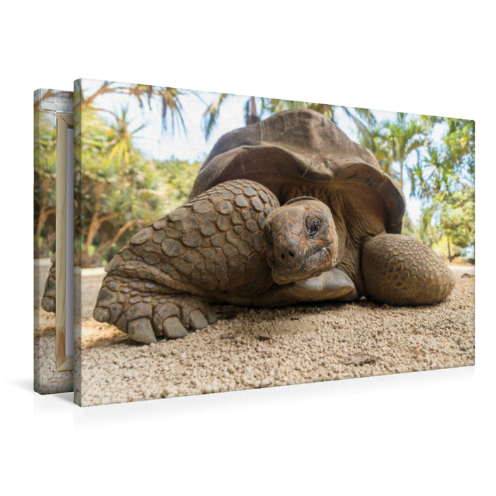 Premium Textil-Leinwand Aldabra Riesenschildkröte
