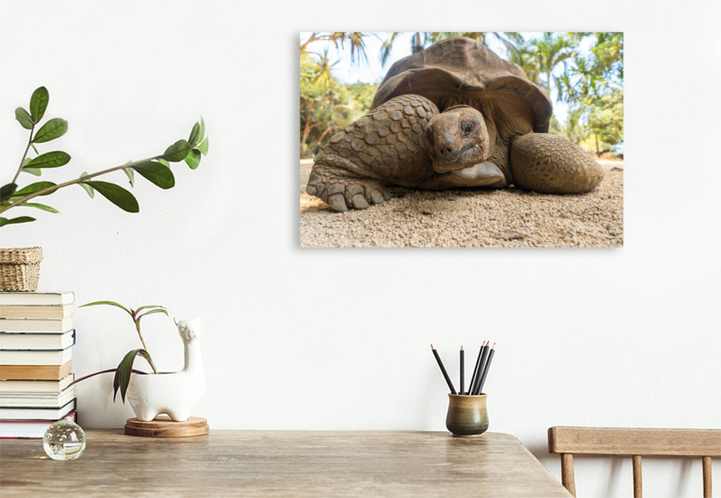 Premium Textil-Leinwand Premium Textil-Leinwand 120 cm x 80 cm quer Aldabra Riesenschildkröte