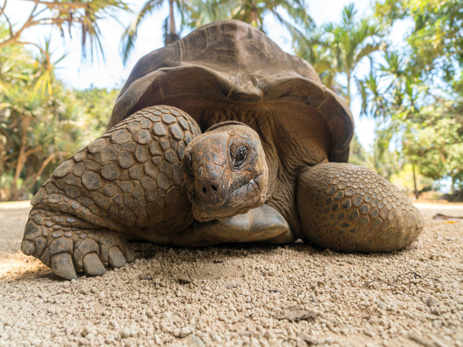 Aldabra Riesenschildkröte - CALVENDO Foto-Puzzle'