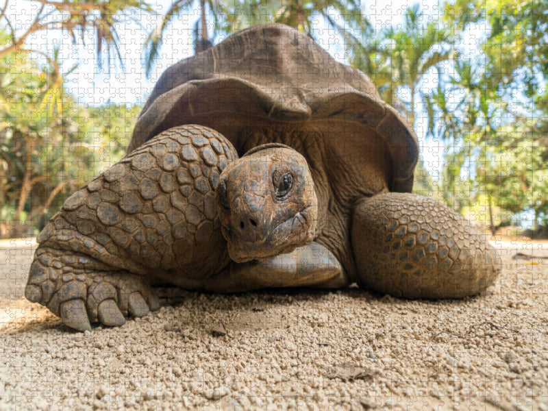 Aldabra Riesenschildkröte - CALVENDO Foto-Puzzle'