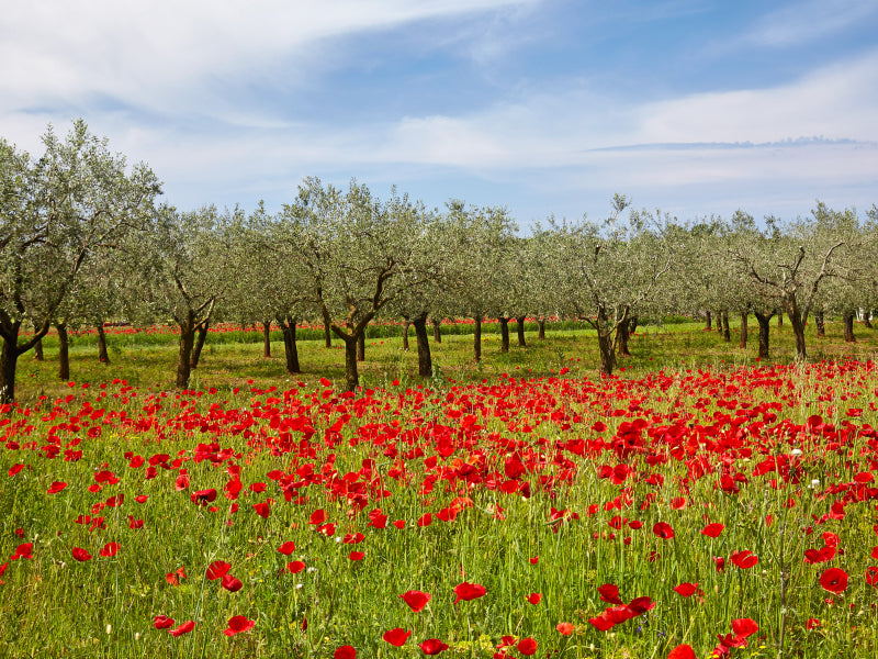 Poppy field with olive trees - CALVENDO photo puzzle 