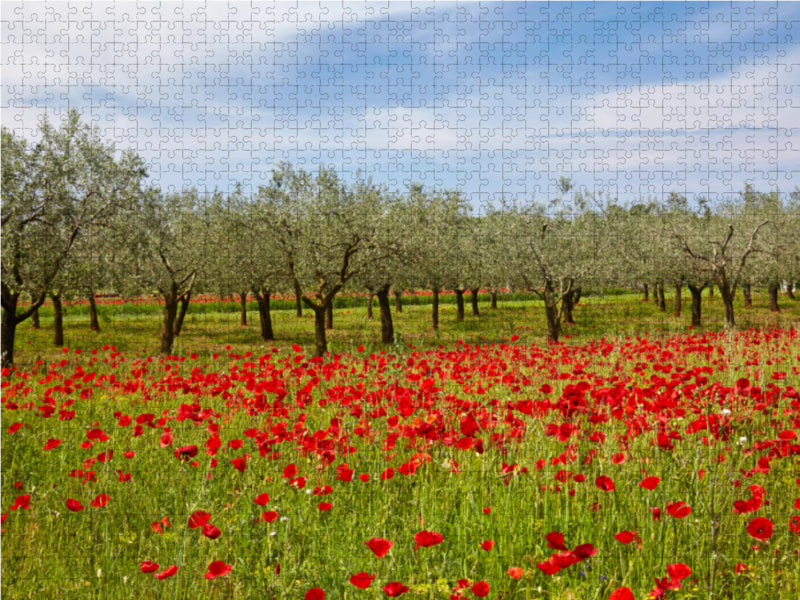 Poppy field with olive trees - CALVENDO photo puzzle 