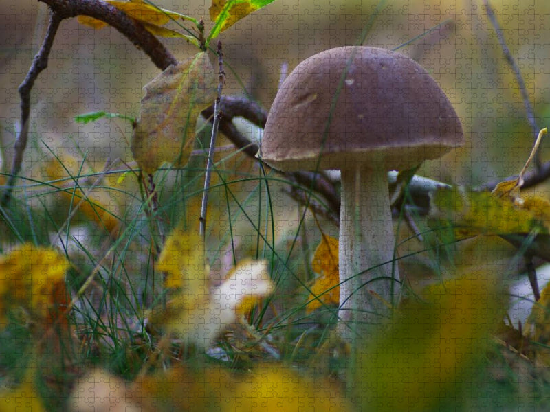 Birkenpilz bot. Leccinum scabrum - CALVENDO Foto-Puzzle'