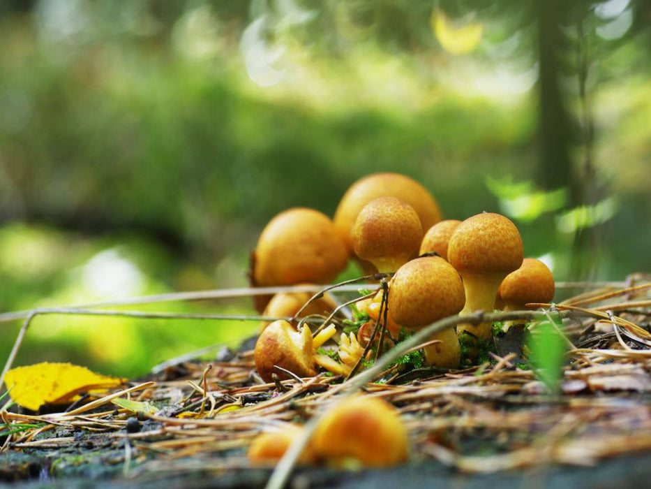 Ein Motiv aus dem Kalender Pilze in unseren Wäldern - CALVENDO Foto-Puzzle'