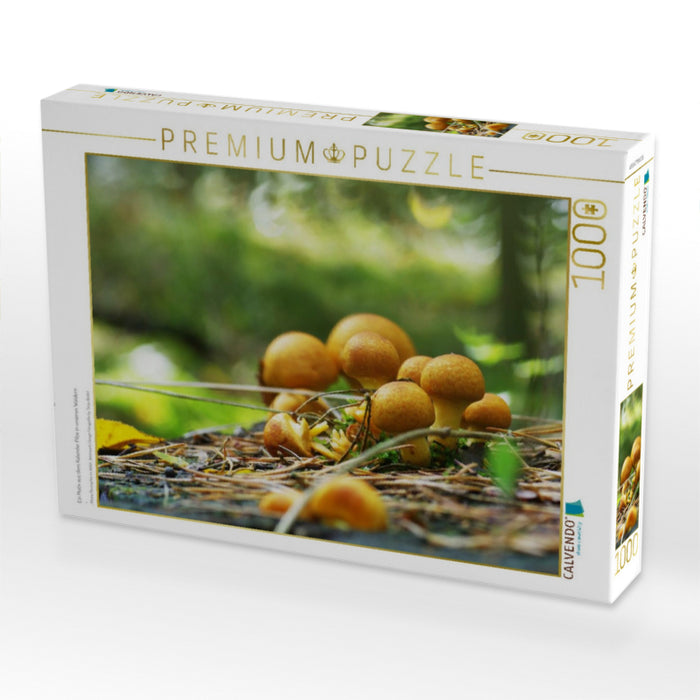 Ein Motiv aus dem Kalender Pilze in unseren Wäldern - CALVENDO Foto-Puzzle'