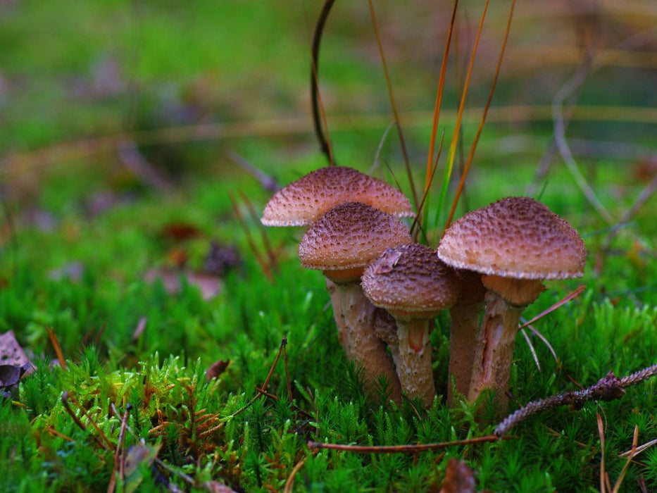 Hallimasch bot. Armillaria mellea - CALVENDO Foto-Puzzle'