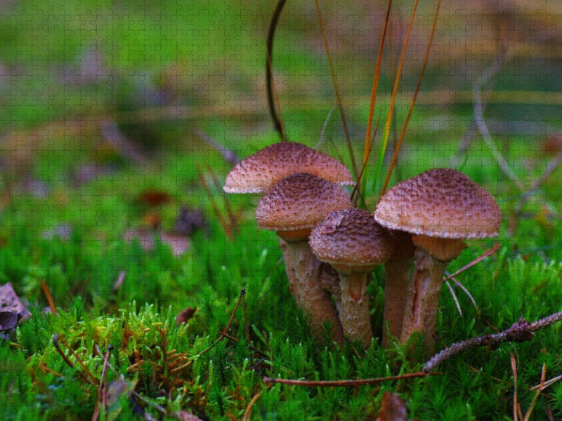 Hallimasch bot. Armillaria mellea - CALVENDO Foto-Puzzle'