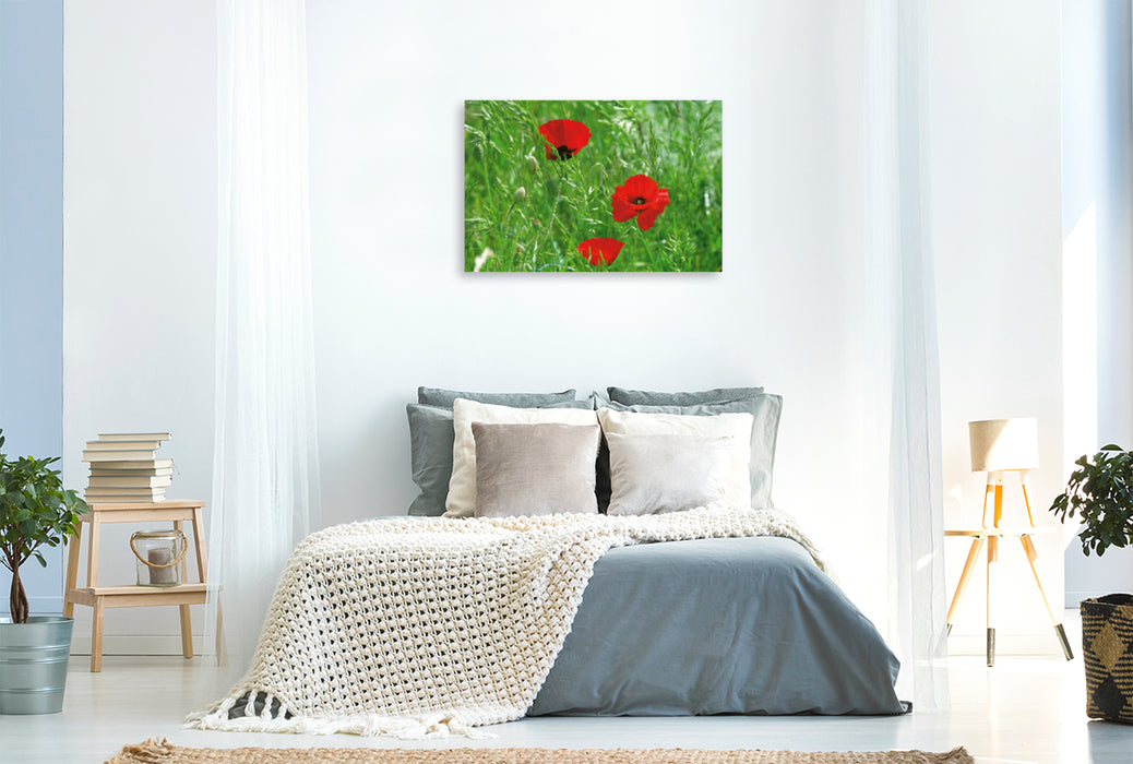 Premium Textil-Leinwand Premium Textil-Leinwand 120 cm x 80 cm quer Ein Motiv aus dem Kalender Poppies Träume