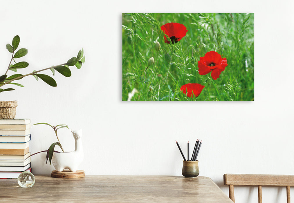 Premium Textil-Leinwand Premium Textil-Leinwand 120 cm x 80 cm quer Ein Motiv aus dem Kalender Poppies Träume