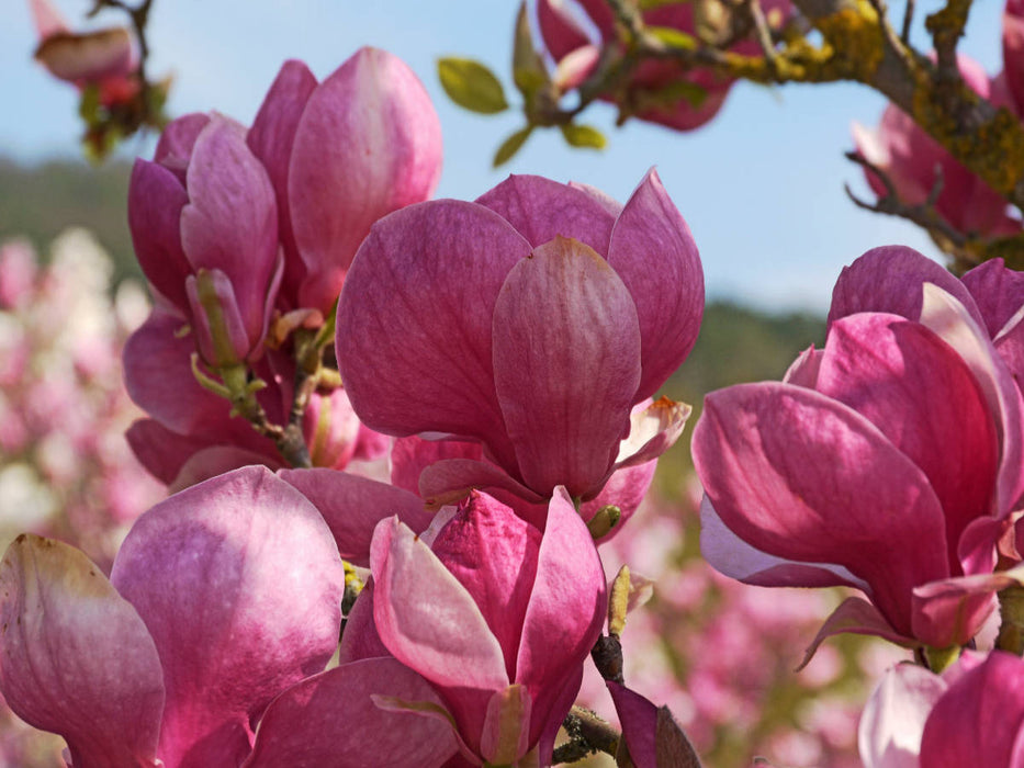 magnolia rustica rubra - CALVENDO Foto-Puzzle'