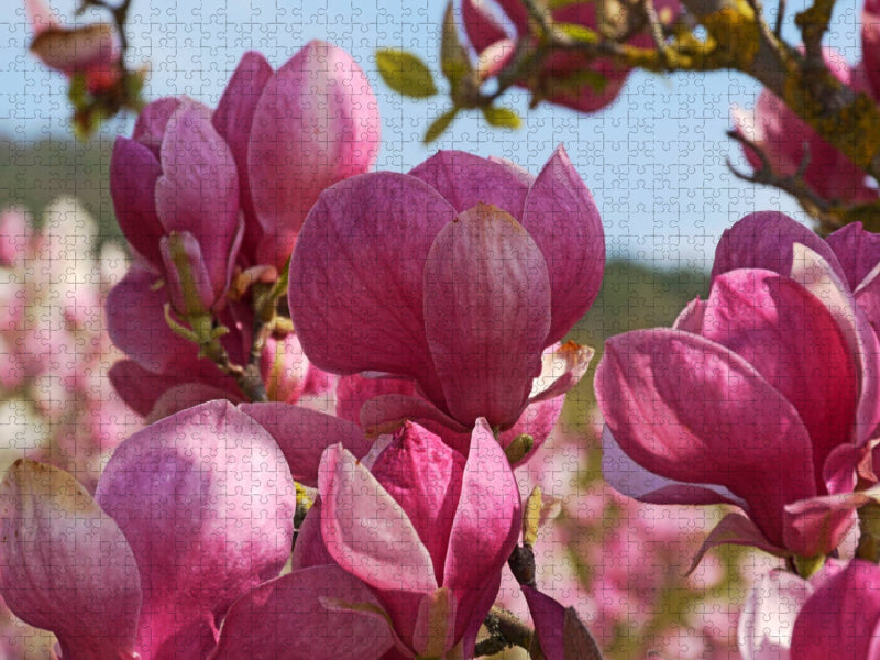 magnolia rustica rubra - CALVENDO Foto-Puzzle'