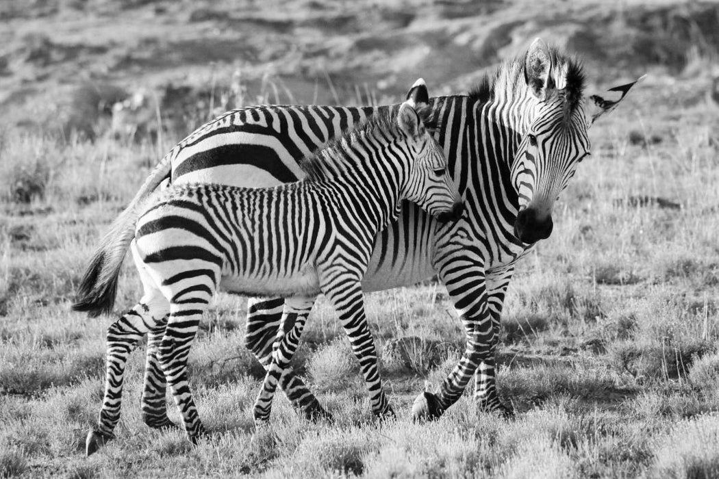 Premium Textil-Leinwand Ein Motiv aus dem Kalender SÜDAFRIKA HARTMANNS BERGZEBRAS IN SCHWARZ-WEISS