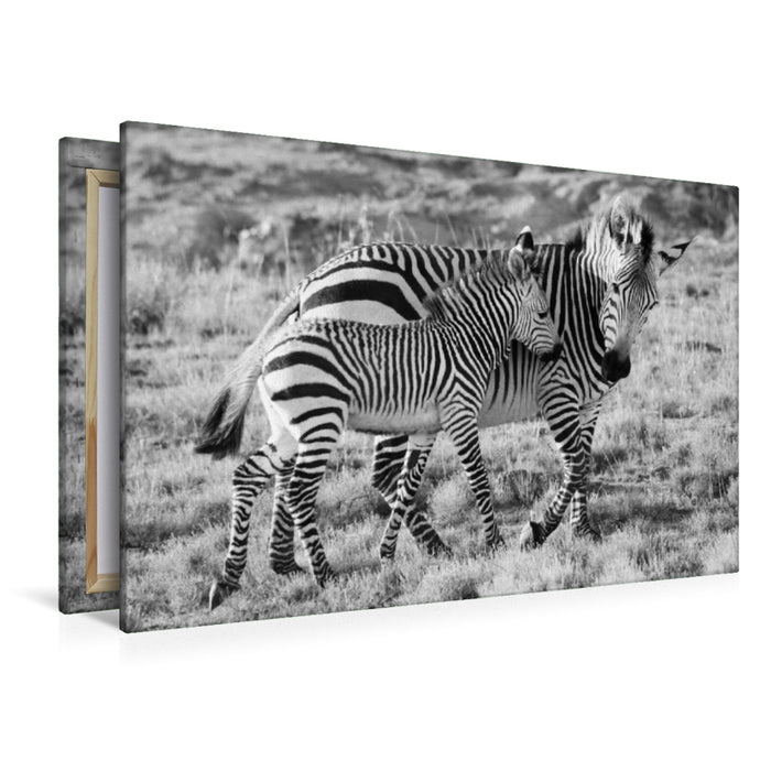 Premium Textil-Leinwand Ein Motiv aus dem Kalender SÜDAFRIKA HARTMANNS BERGZEBRAS IN SCHWARZ-WEISS