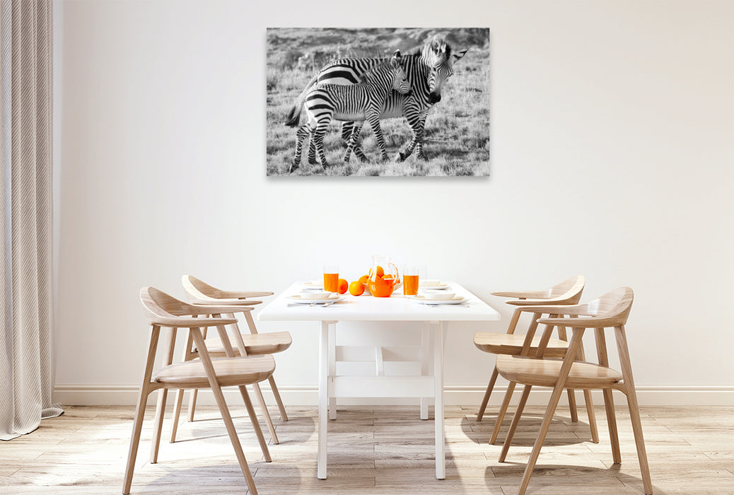 Premium Textil-Leinwand Ein Motiv aus dem Kalender SÜDAFRIKA HARTMANNS BERGZEBRAS IN SCHWARZ-WEISS