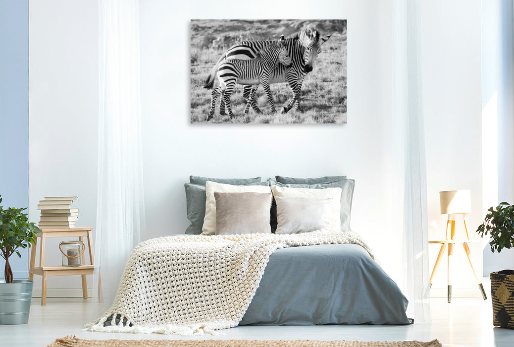Premium Textil-Leinwand Ein Motiv aus dem Kalender SÜDAFRIKA HARTMANNS BERGZEBRAS IN SCHWARZ-WEISS