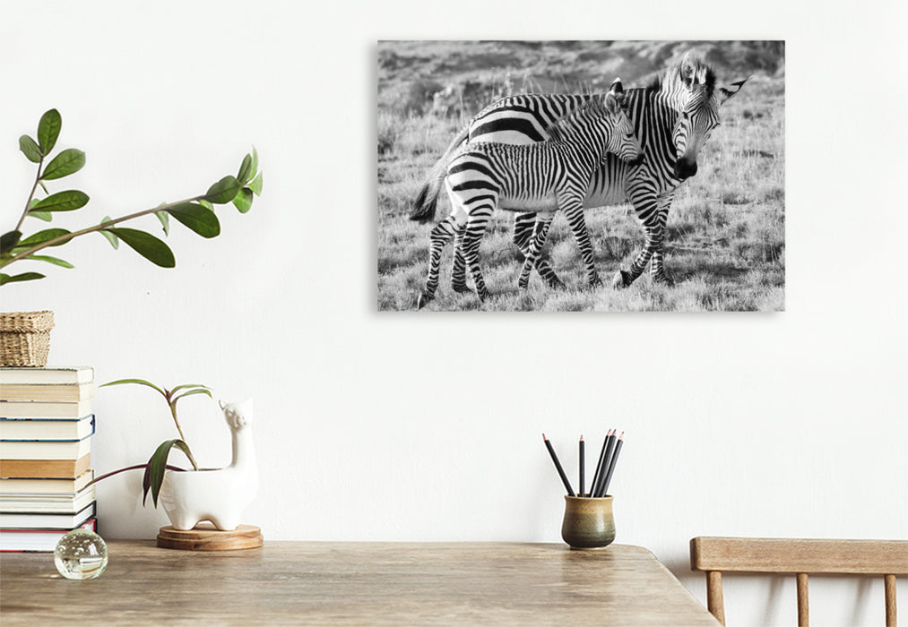 Premium Textil-Leinwand Ein Motiv aus dem Kalender SÜDAFRIKA HARTMANNS BERGZEBRAS IN SCHWARZ-WEISS