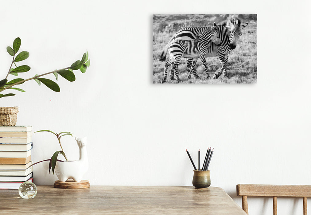 Premium Textil-Leinwand Ein Motiv aus dem Kalender SÜDAFRIKA HARTMANNS BERGZEBRAS IN SCHWARZ-WEISS