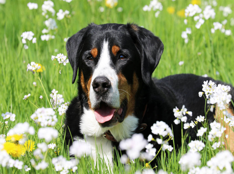 Großer Schweizer Sennenhund - CALVENDO Foto-Puzzle'