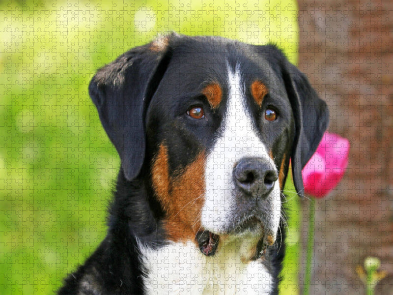 Portrait Großer Schweizer Sennenhund - CALVENDO Foto-Puzzle'