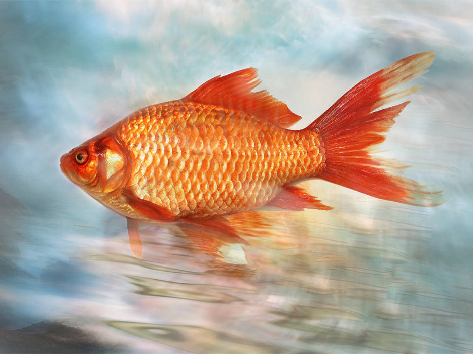 Goldfisch - CALVENDO Foto-Puzzle'