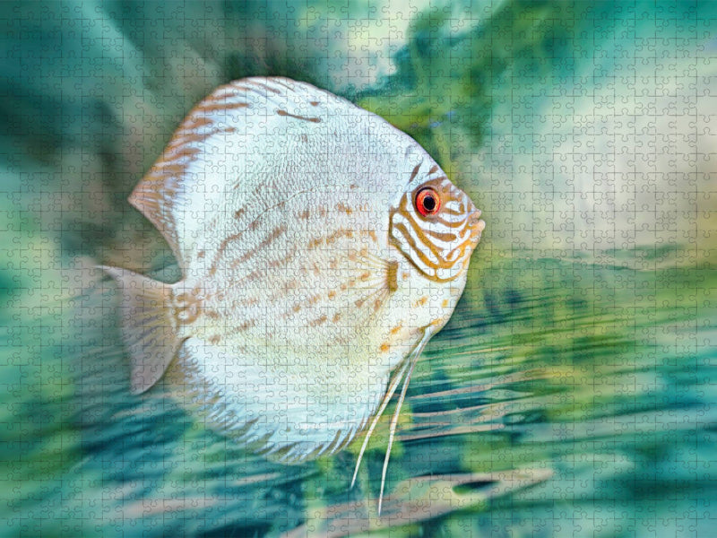 Diskusfisch - CALVENDO Foto-Puzzle'