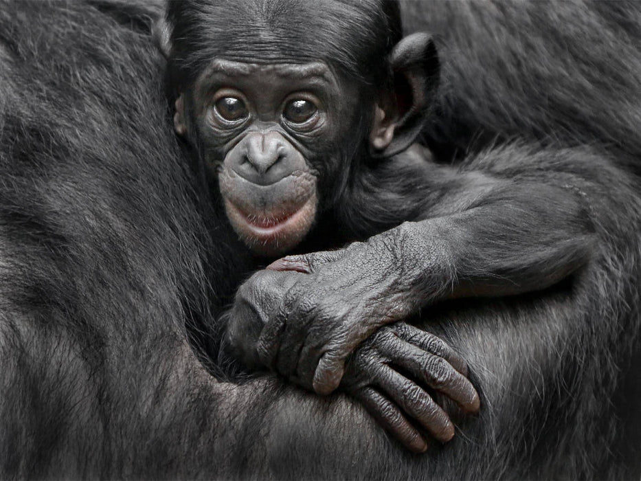Bonobo XEKELE - CALVENDO Foto-Puzzle'