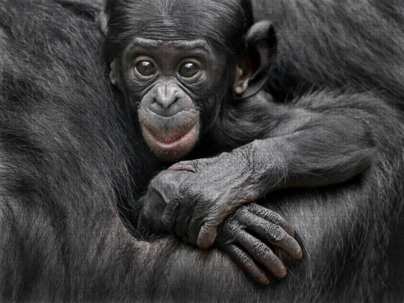Bonobo XEKELE - CALVENDO Foto-Puzzle'