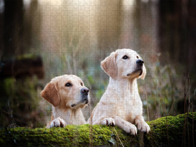 Golden Retriever im herbstlichen Wald - CALVENDO Foto-Puzzle'