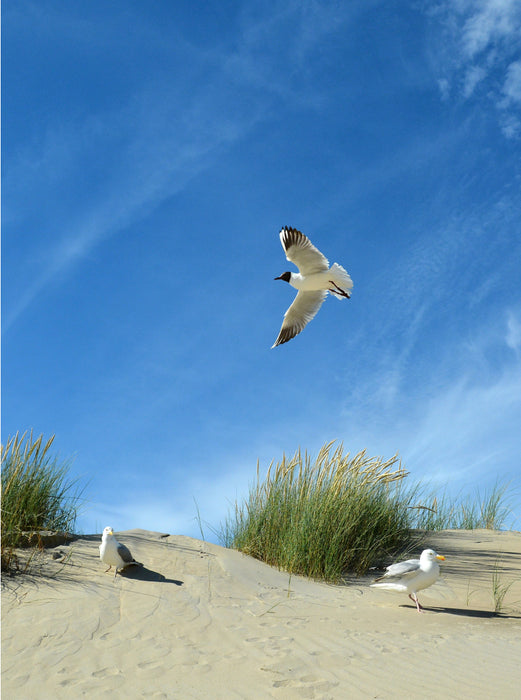 Seagulls and tern in a dune - CALVENDO photo puzzle 