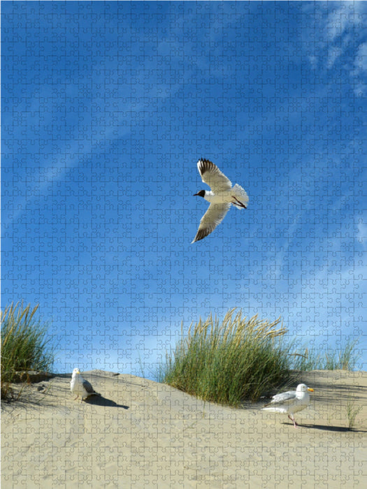 Seagulls and tern in a dune - CALVENDO photo puzzle 